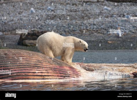 Norway Svalbard Spitsbergen Island Polar Bear Ursus Maritimus