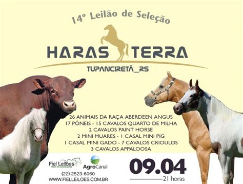 14º Leilão de Seleção Haras Terra em CTV SBA SBA1 Sistema