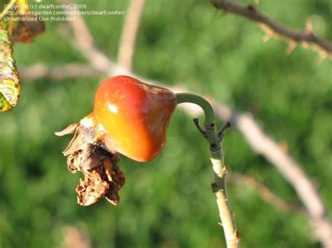 Plantfiles Pictures Hybrid Rugosa Rose Roseraie De L Hay Rosa By