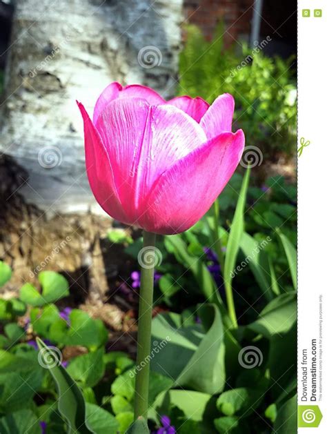 Close Up Image Of Bright Pink Tulip Stock Photo Image Of Botanical