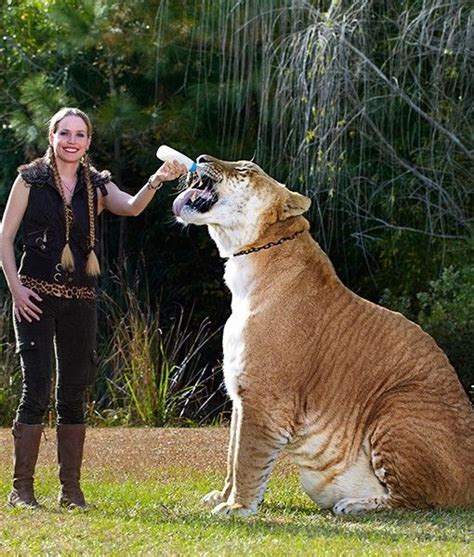 Largest Living Cat From Tiny To Huge Here Is Hercules He May Look