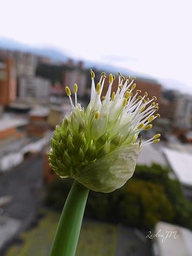 Flor de cebollín Allium schoenoprasum también conocido c Flickr