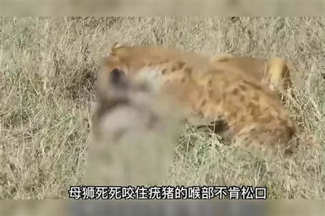 母狮狩猎疣猪，鬣狗想分一杯羹，被母狮暴打后竟还不忘拿走猪内脏鬣狗内脏