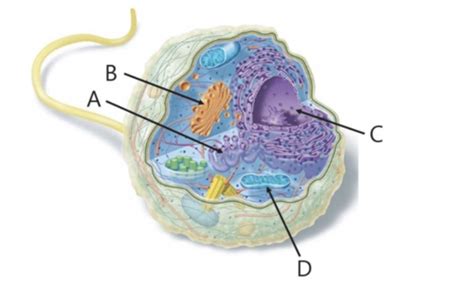 Chapter Eukaryotic Cells And Microorganisms Flashcards Quizlet