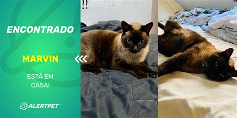 Gato Encontrado Americana SP Marvin AlertPet