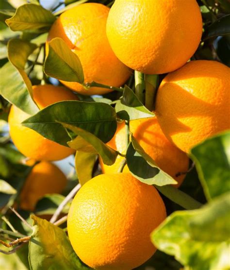 Valencia Oranges – Mountain View Fruit