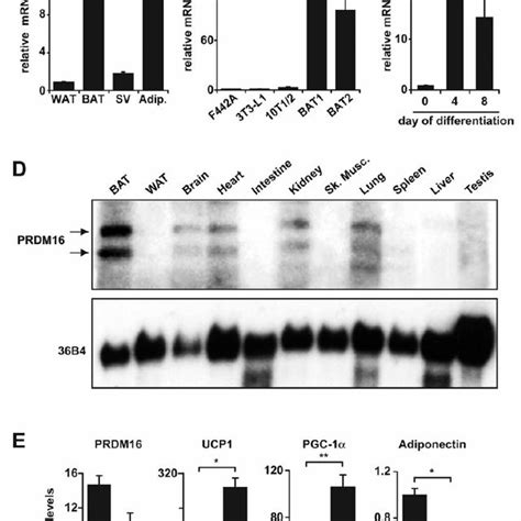 PRDM16 Expression Induces The Gene Program Of Brown Fat Cells