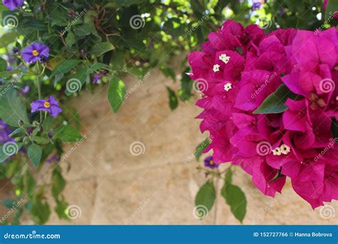 As Flores Do Bougainvillea Fecham Se Acima Bougainvillea De Floresc