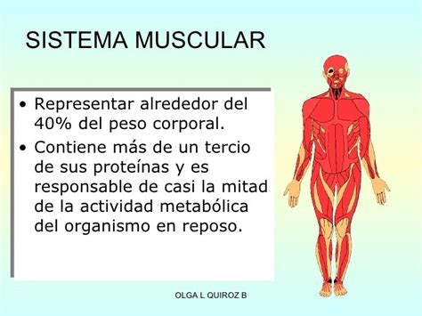 Modulo 4 sistema muscular(1)