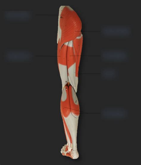 Posterior Leg Muscles Diagram Quizlet