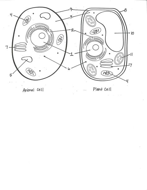 Cell Structure And Function Quiz Diagram Quizlet