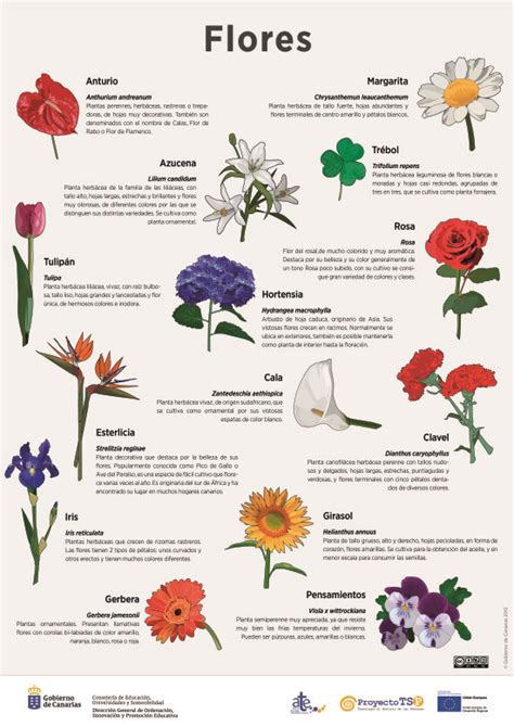 Rosas Tipos De Flores Con Sus Nombres