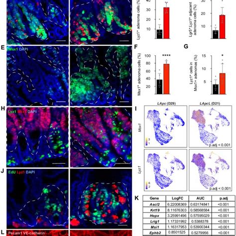 Lef Deletion Increases Tumor Initiation And Growth In Apc Mutant