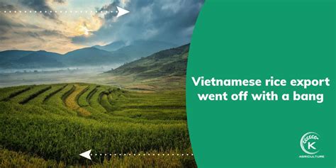 Reasons For Vietnamese Rice Export S Impressive Success