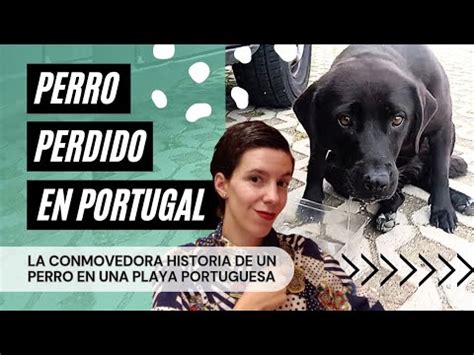 Me Encuentro Un Perro Perdido En Una Playa De Portugal Os Cuento Su