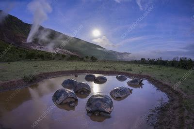 Alcedo Giant Tortoises Group Stock Image C048 4790 Science Photo