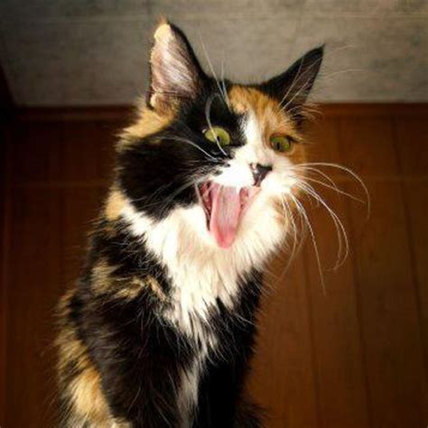 35 Popular Calico cat Photos That You Will Love | FallinPets