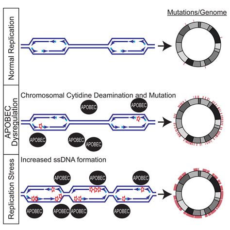 Apobec3a And Apobec3b Preferentially Deaminate The Lagging Strand