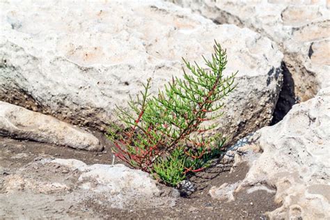 Salicornia Edible Plant Grow in Salt Marshes and Beaches Stock Image - Image of edible, pickle ...