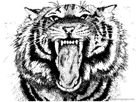 Tiger Coloring Pages Realistic - nolyutesa