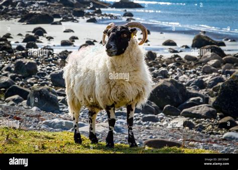 Scottish Blackface Sheep Hi Res Stock Photography And Images Alamy