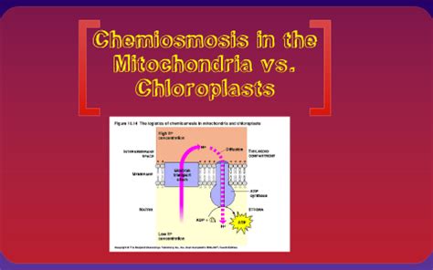 Chemiosmosis in mitochondria vs. chloroplasts by maira nunez on Prezi