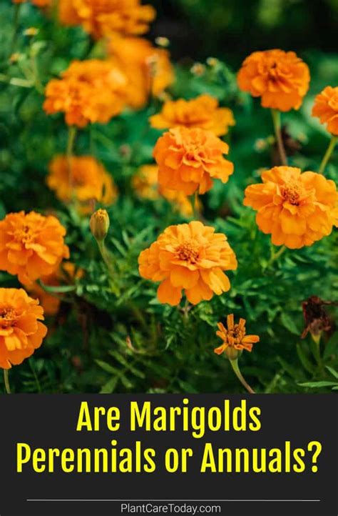 Are Marigolds Perennials Or Annuals Epic Gardening