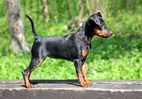 Pinscher Miniatura Guía Completa De Todas Las Razas De Perros 2020