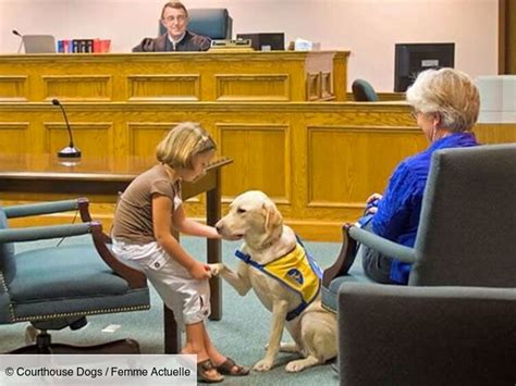 Des Chiens Pour Aider à Témoigner Au Tribunal Femme Actuelle Le Mag