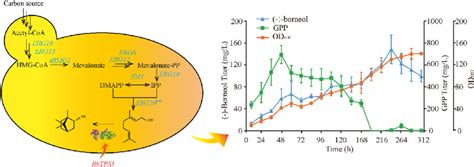 Production Of Borneol In Fed Batch Fermentation Using The