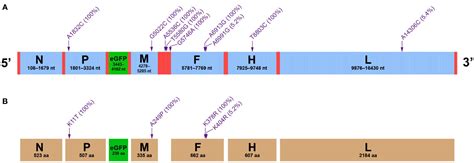 Frontiers Genomic Profile Of EGFP Expressing Canine Distemper Virus