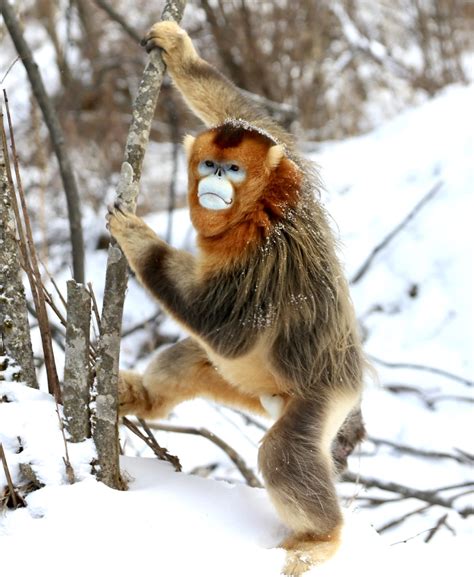 Collection 95 Pictures Golden Snub Nosed Monkey Enjoying Free Snacks