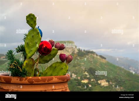 Sizilien pflanzen Fotos und Bildmaterial in hoher Auflösung Alamy