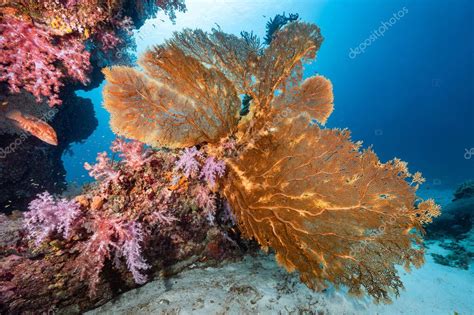 Ramiendo Gigante Gorgonian Sea Fan Coral Seafan Con Colorido Arrecife