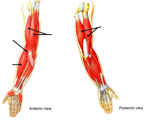 Muscles Moving The Forearm At Elbow Joint Diagram Quizlet