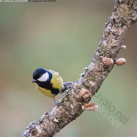 Kuva Talitiainen talitiainen Parus major koivu oksa kääpä käävät