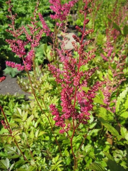 Astilbe Chinensis Var Pumila Chinesische Zwergprachtspieren Pumila