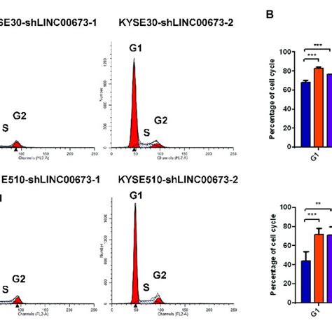 Linc Knockdown Improved Cdkn C Levels In Esophageal Squamous