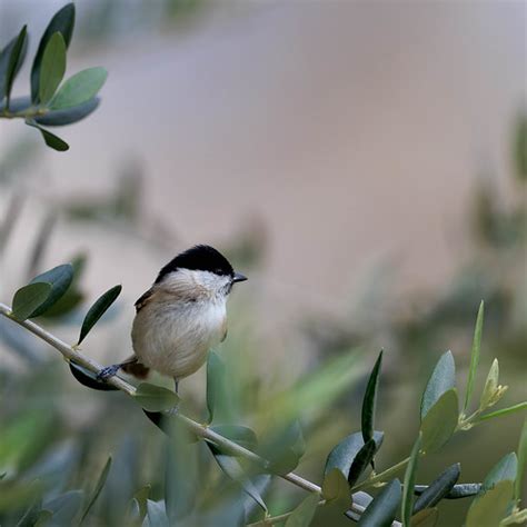 Mésange nonnette Le groupe des mésanges comporte chez nous Flickr