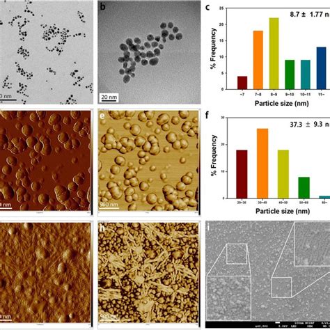 Characterization Of Morphology For Synthesized Aunps All Aunps In The Download Scientific