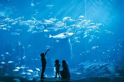 Dubai Lost Chamber Aquarium Tickets: Book your visit today!