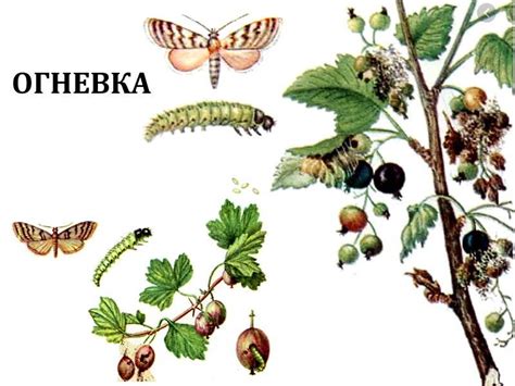 Огневка на смородине: как бороться с вредителем шишек, крыжовника