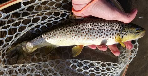 Fishing the Portneuf River in Idaho – 365 Angler