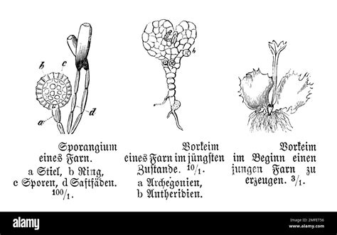 Polypody Sporangium And Pro Germ Polypodium Vulgare Anonym Biology