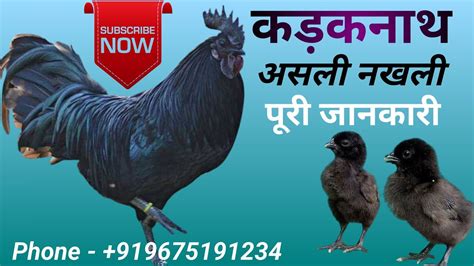 Kadaknath Murgi Farming Kadaknath Poultry Farming Youtube