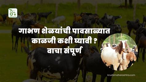 Goat Management गाभण शेळयांची पावसाळ्यात काळजी कशी घ्यावी वाचा संपूर्ण कृषी महाराष्ट्र