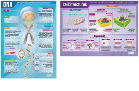 Buy And Cell Structure S Set Of 2 Science S Gloss Paper Measuring 850mm X 594mm A1