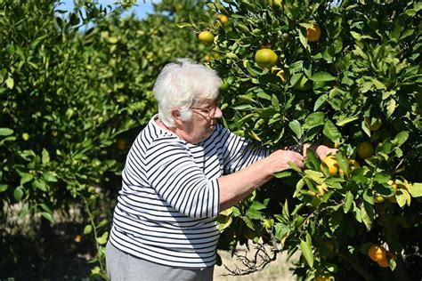 Mandarine Iz Doline Neretve Sata