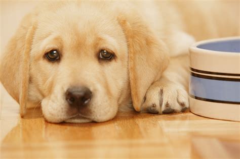 At What Age Do Puppies Stop Nursing