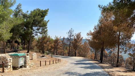 Hoping for regeneration in Israel's burned out forest - ISRAEL21c